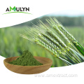 Green Wheat Barley Grass juice extract powder